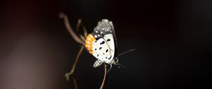 Preview wallpaper butterfly, insect, branch, focus, macro