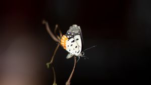 Preview wallpaper butterfly, insect, branch, focus, macro