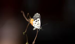 Preview wallpaper butterfly, insect, branch, focus, macro