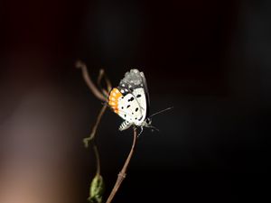 Preview wallpaper butterfly, insect, branch, focus, macro