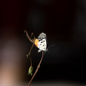 Preview wallpaper butterfly, insect, branch, focus, macro