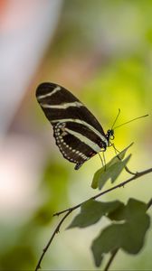 Preview wallpaper butterfly, insect, branch, leaves, macro