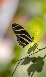 Preview wallpaper butterfly, insect, branch, leaves, macro
