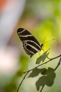 Preview wallpaper butterfly, insect, branch, leaves, macro