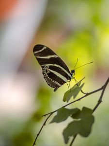 Preview wallpaper butterfly, insect, branch, leaves, macro