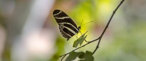 Preview wallpaper butterfly, insect, branch, leaves, macro