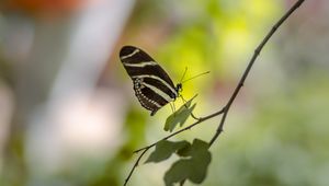 Preview wallpaper butterfly, insect, branch, leaves, macro