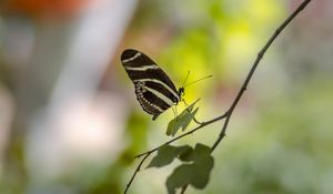 Preview wallpaper butterfly, insect, branch, leaves, macro