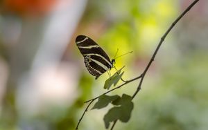 Preview wallpaper butterfly, insect, branch, leaves, macro