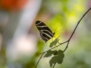 Preview wallpaper butterfly, insect, branch, leaves, macro