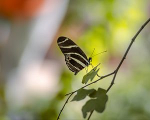 Preview wallpaper butterfly, insect, branch, leaves, macro