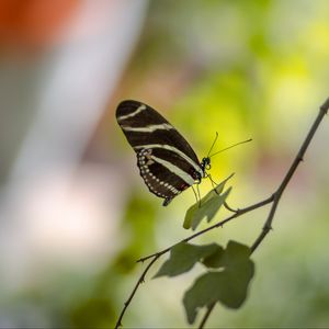 Preview wallpaper butterfly, insect, branch, leaves, macro