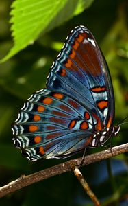 Preview wallpaper butterfly, insect, branch, tree, macro