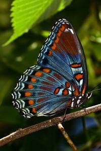 Preview wallpaper butterfly, insect, branch, tree, macro