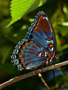 Preview wallpaper butterfly, insect, branch, tree, macro