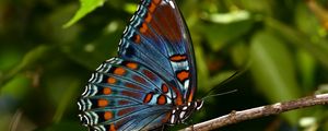 Preview wallpaper butterfly, insect, branch, tree, macro