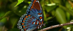 Preview wallpaper butterfly, insect, branch, tree, macro