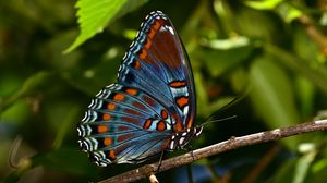 Preview wallpaper butterfly, insect, branch, tree, macro