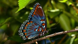 Preview wallpaper butterfly, insect, branch, tree, macro