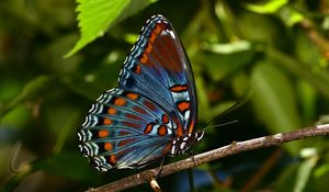 Preview wallpaper butterfly, insect, branch, tree, macro