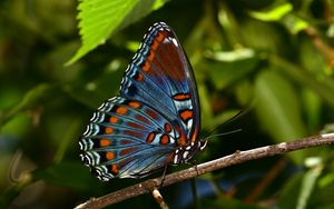 Preview wallpaper butterfly, insect, branch, tree, macro