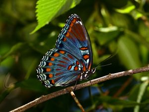 Preview wallpaper butterfly, insect, branch, tree, macro