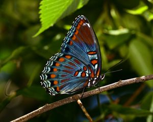 Preview wallpaper butterfly, insect, branch, tree, macro