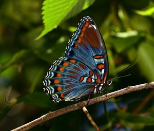 Preview wallpaper butterfly, insect, branch, tree, macro