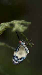 Preview wallpaper butterfly, insect, branch, macro, blur