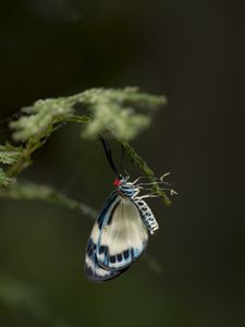 Preview wallpaper butterfly, insect, branch, macro, blur