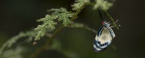 Preview wallpaper butterfly, insect, branch, macro, blur