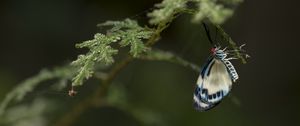 Preview wallpaper butterfly, insect, branch, macro, blur