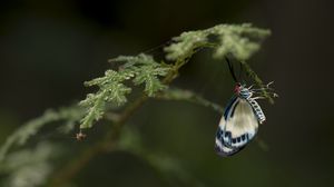 Preview wallpaper butterfly, insect, branch, macro, blur