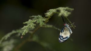 Preview wallpaper butterfly, insect, branch, macro, blur