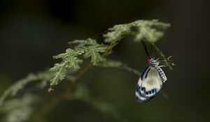 Preview wallpaper butterfly, insect, branch, macro, blur