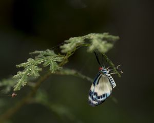 Preview wallpaper butterfly, insect, branch, macro, blur