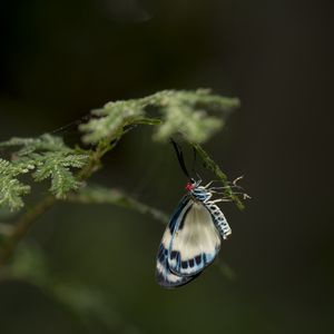 Preview wallpaper butterfly, insect, branch, macro, blur