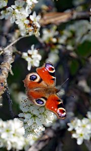 Preview wallpaper butterfly, insect, branches, flowers, spring, macro