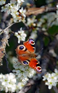 Preview wallpaper butterfly, insect, branches, flowers, spring, macro