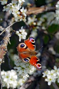 Preview wallpaper butterfly, insect, branches, flowers, spring, macro