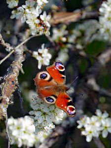 Preview wallpaper butterfly, insect, branches, flowers, spring, macro