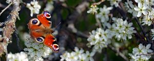 Preview wallpaper butterfly, insect, branches, flowers, spring, macro
