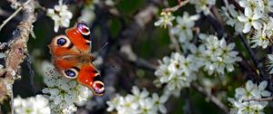 Preview wallpaper butterfly, insect, branches, flowers, spring, macro