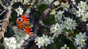 Preview wallpaper butterfly, insect, branches, flowers, spring, macro