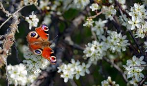 Preview wallpaper butterfly, insect, branches, flowers, spring, macro