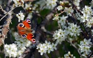 Preview wallpaper butterfly, insect, branches, flowers, spring, macro