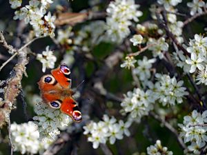 Preview wallpaper butterfly, insect, branches, flowers, spring, macro