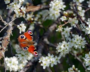 Preview wallpaper butterfly, insect, branches, flowers, spring, macro