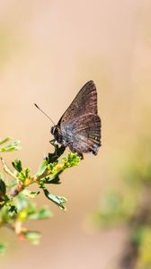 Preview wallpaper butterfly, insect, branches, leaves, macro