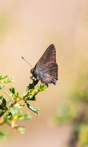 Preview wallpaper butterfly, insect, branches, leaves, macro